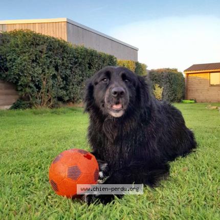 Photo de chien trouvé à La Hague
