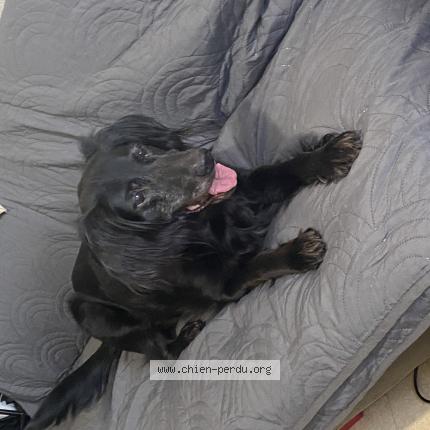 Photo de chien perdu à Boucau