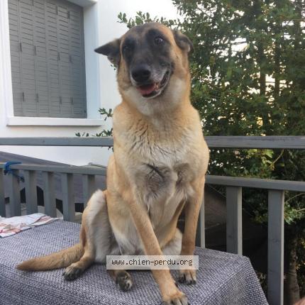 Photo de chien perdu à Lardy