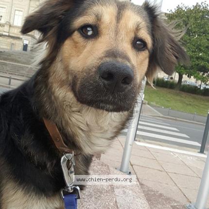 Photo de chien perdu à Craon