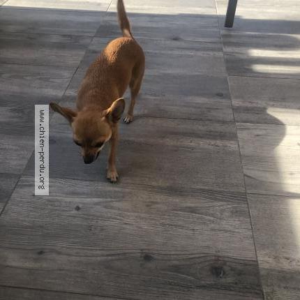 Photo de chien trouvé à Le Raincy