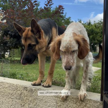 Photo 1/1 Chien retrouvé Perdu à Sauveterre De Guyenne