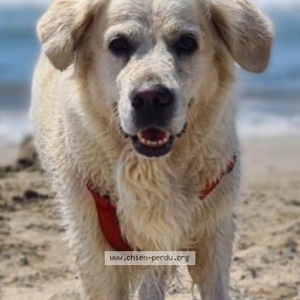 Photo 1/1 Chien retrouvé Perdu à Saint sauveur de montagut