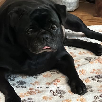 Photo 1/1 Chien retrouvé Perdu à Carrieres sous poissy