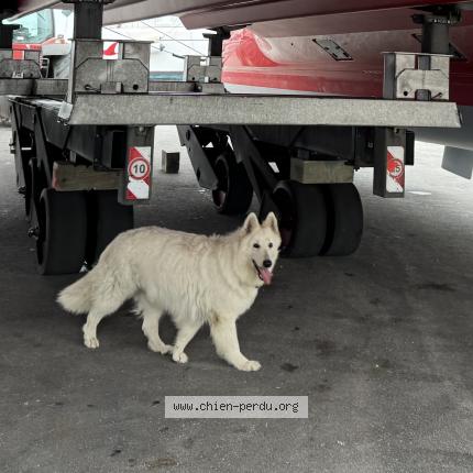 Photo 1/1 Chien retrouvé Perdu à Perpignan