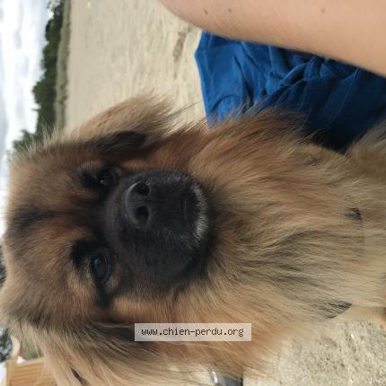 Photo de chien trouvé à Carnac