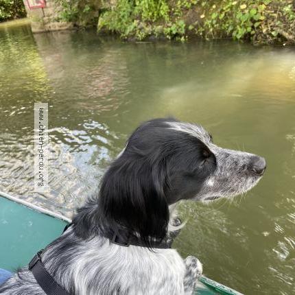 Photo de chien perdu à Servieres Le Chateau
