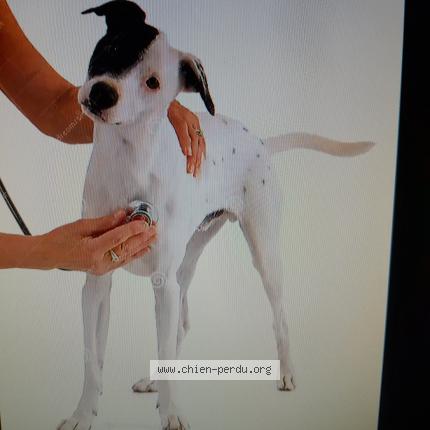 Photo de chien perdu à Nimes