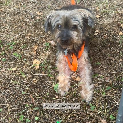 Photo de chien trouvé à Digne Les Bains