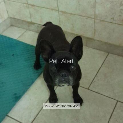 Photo de chien perdu à Langogne