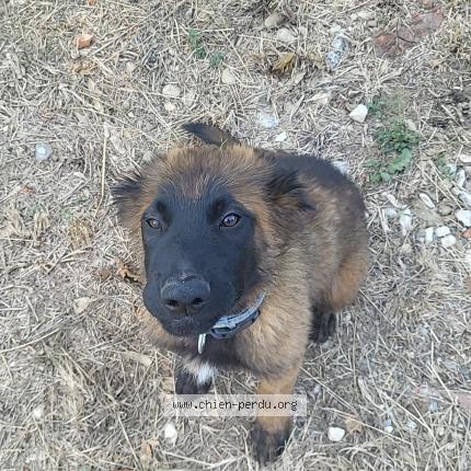 Photo 1/1 Chien retrouvé Perdu à Pia