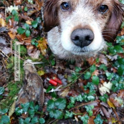 Photo de chien trouvé à La Croix Chalon