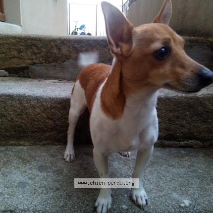 Photo 1/1 Chien retrouvé Perdu à Saint appolinard