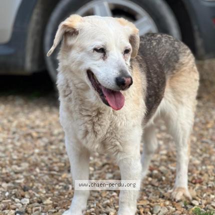 Photo 1/1 Chien retrouvé Trouvé à Noisy sur ecole