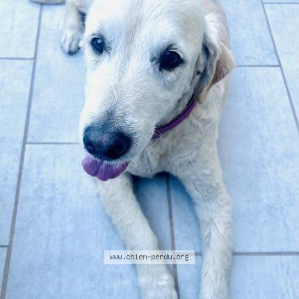 Photo de chien trouvé à Meyreuil