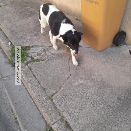 Photo 1/1 Chien retrouvé Trouvé à Libourne