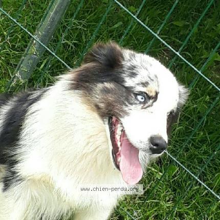 Photo 1/1 Chien retrouvé Perdu à Velleron