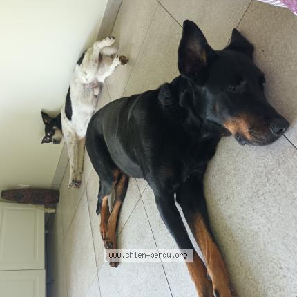 Photo 1/1 Chien retrouvé Perdu à Saint germain sur rhone