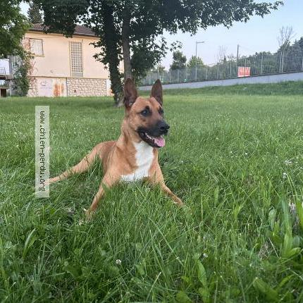 Photo de chien perdu à Toulouse