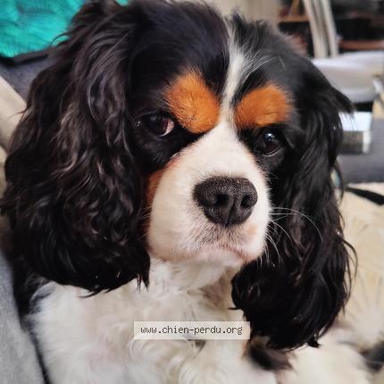 Photo 1/1 Chien retrouvé Perdu à Saint brieuc