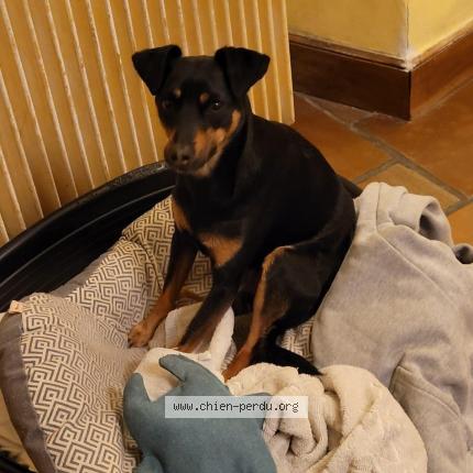 Photo 1/1 Chien retrouvé Perdu à Morainvilliers