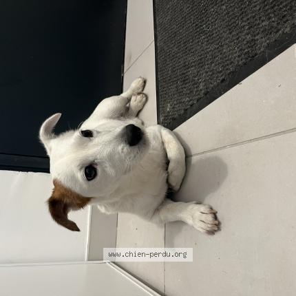 Photo de chien trouvé à La Rochette