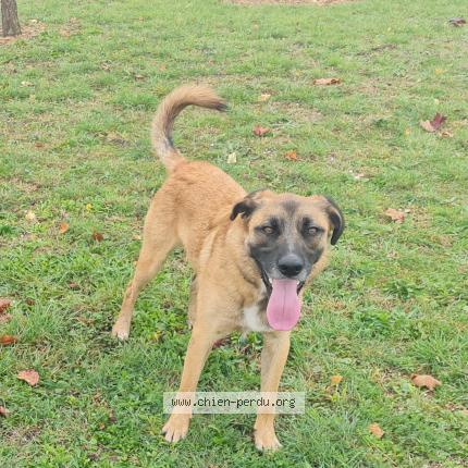 Photo de chien perdu à Cabries