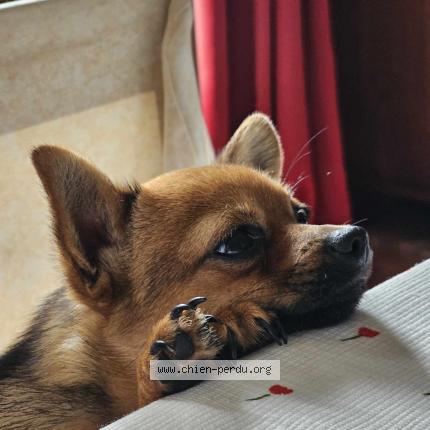 Photo 1/1 Chien retrouvé Perdu à St geours de maremne