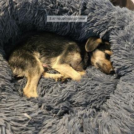 Photo 1/1 Chien retrouvé Trouvé à Cervens