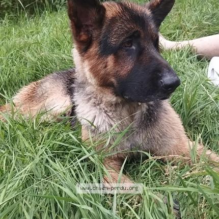 Photo de chien perdu à Luisant