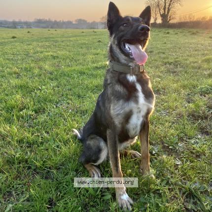 Photo 1/3 Chien retrouvé Perdu à Chantonnay
