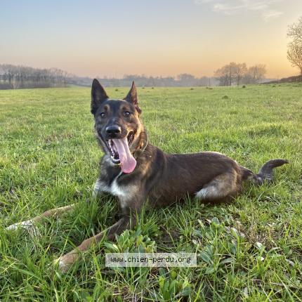 Photo 2/3 Chien retrouvé Perdu à Chantonnay