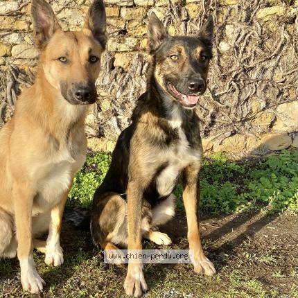 Photo 3/3 Chien retrouvé Perdu à Chantonnay