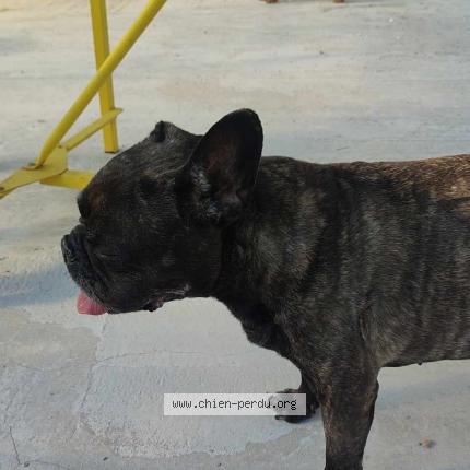 Photo 1/1 Chien retrouvé Perdu à Kerlouan