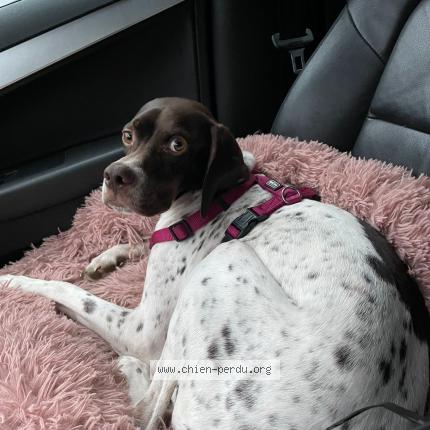 Photo 1/1 Chien retrouvé Perdu à Saint laurent le minier