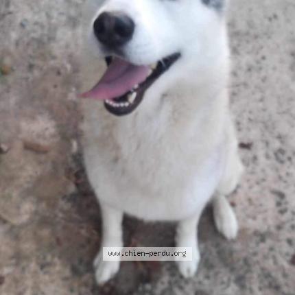 Photo de chien perdu à La Chapelle Themer
