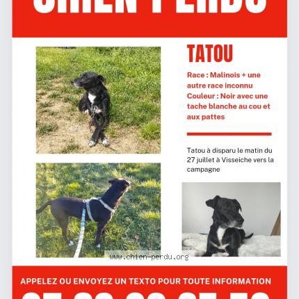 Photo 1/1 Chien retrouvé Perdu à Visseiche