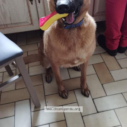 Photo 1/1 Chien retrouvé Perdu à Saint martin du tertre