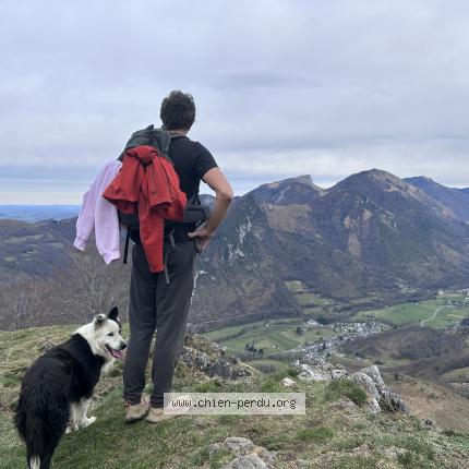 Photo de chien perdu à Capvern