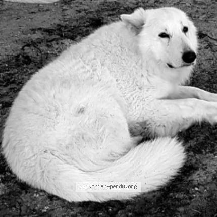 Photo 1/1 Chien retrouvé Perdu à Mezos