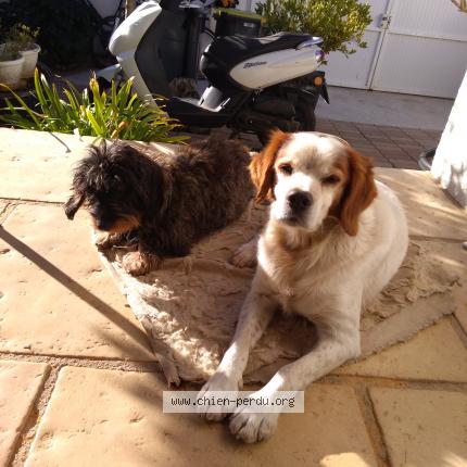 Photo 1/1 Chien retrouvé Perdu à Frontignan