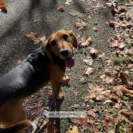 Photo 1/1 Chien retrouvé Perdu à Tombeboeuf
