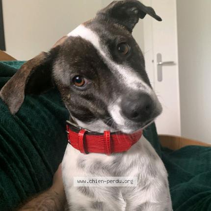 Photo 1/1 Chien retrouvé Perdu à Mourmelon le grand