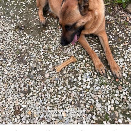 Photo 1/1 Chien retrouvé Perdu à Saint martin du tertre