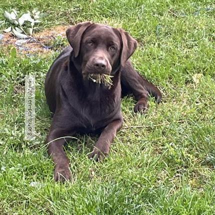 Photo de chien perdu à Liginiac