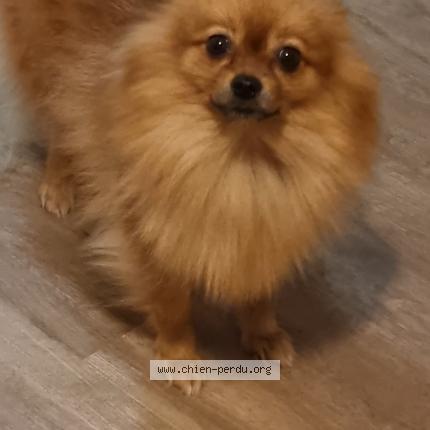 Photo de chien perdu à Billiers