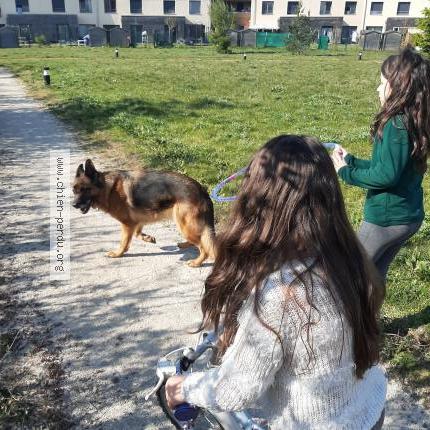 Photo 1/1 Chien retrouvé Perdu à Romorantin