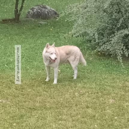 Photo 1/1 Chien retrouvé Trouvé à Vielle aure