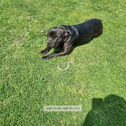 Photo 1/1 Chien retrouvé Perdu à Moulhard