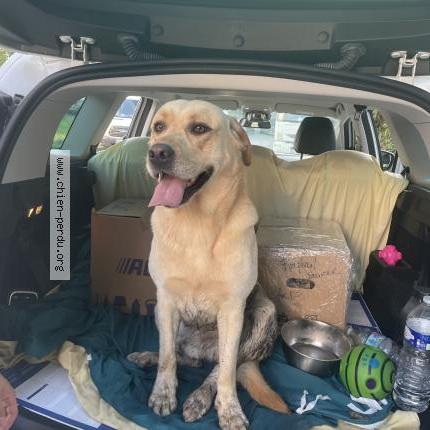 Photo 1/1 Chien retrouvé Trouvé à Longjumeau